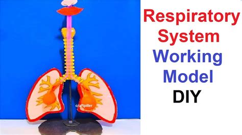 Respiratory System Working Model For School Science Exhibition Projects Diy At Home Easy Youtube