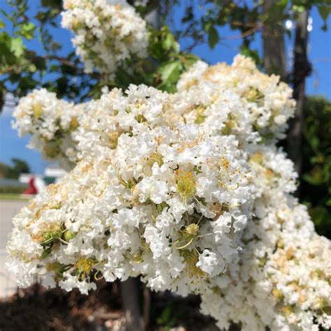 Natchez White Crepe Myrtle Tree Lagerstroemia Indica Etsy