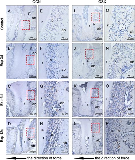 Expression Of Ocn And Osx At Tension Site Ts Of Upper First Molar Of