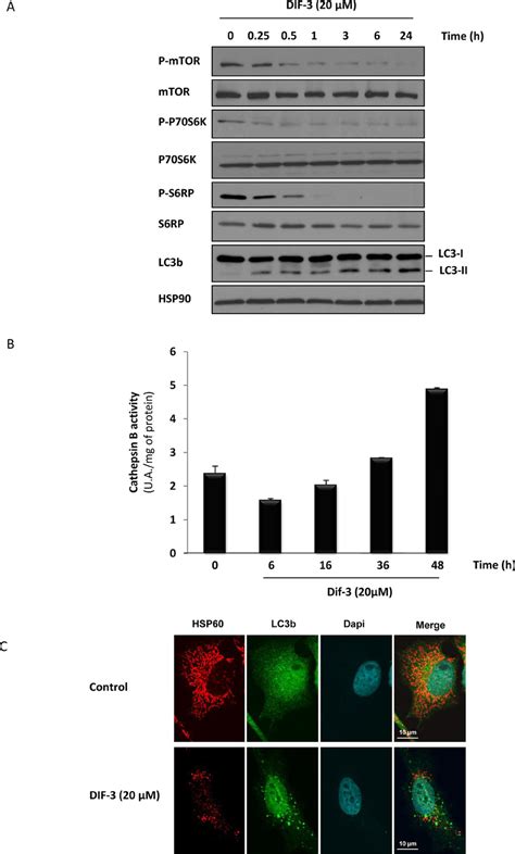 Dif 3 Induces Hallmarks Of Autophagy In K562 Cells A K562 Cells Were