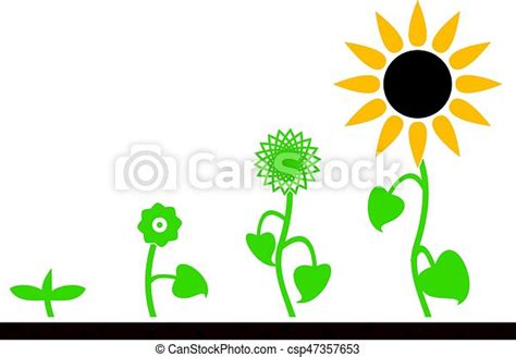 Vector Sunflower Plant Growth Stages Canstock