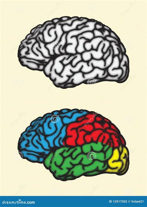 Coloured Cerebrum Of Human Brain Anatomy Side View Flat Vector