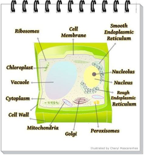 Nucleus plant cell function