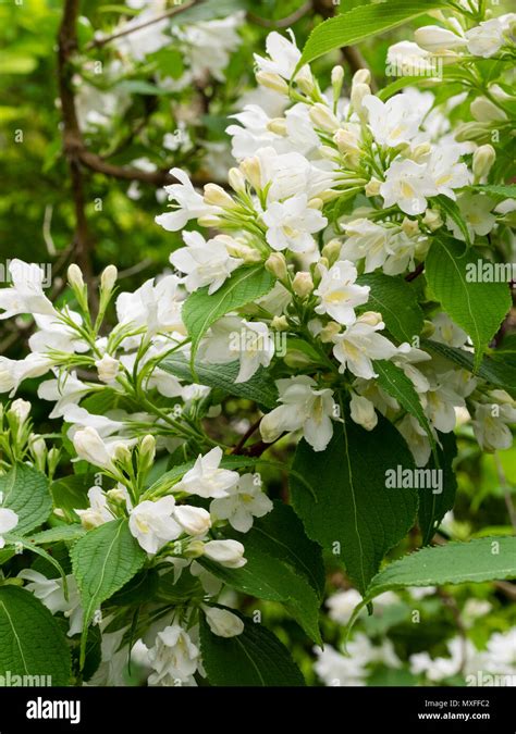 White Flowers Of The Hardy Early Summer Flowering Garden Shrub