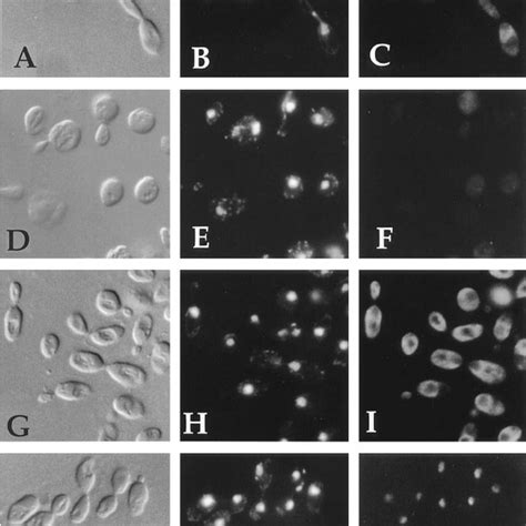 Indirect Immunofluorescence Of Whole Mitotic Cells A Log Phase Culture