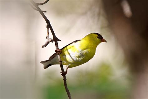 Michigan Birds: 24 Common Birds in Michigan (with Pictures)