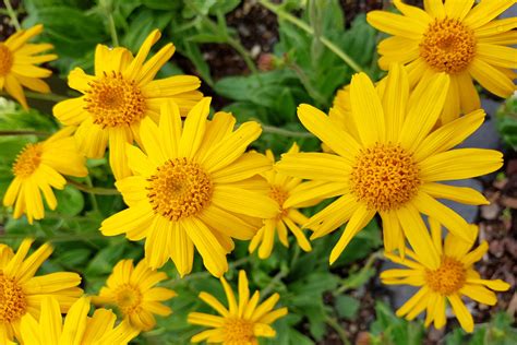 Arnica Aprenda Agora Mesmo A Como Plantar E Cultivar Essa Incrível