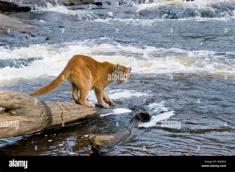 cougars natural habitat  res stock photography  images alamy