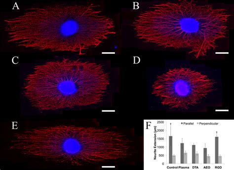 Neurite Extension From Chick Drg On Electrospun Plla Fibers A And