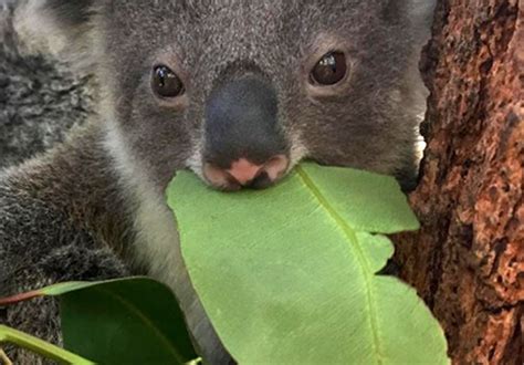 Koala Facts - Australian Koala Foundation