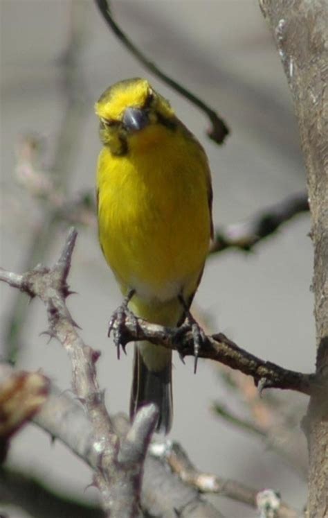 1000+ images about Canaries on Pinterest | Mosaics, Black opal and Finches