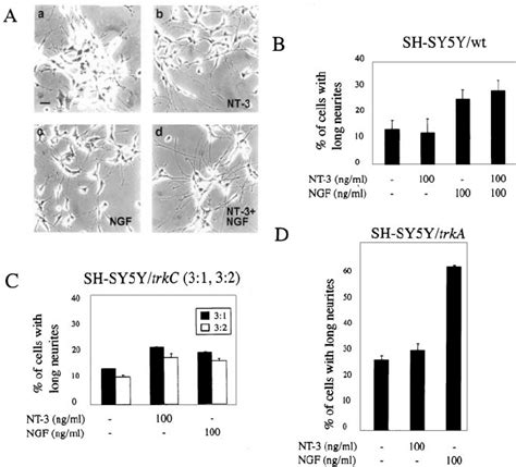 Nt Induced Morphological Differentiation And Neurite Outgrowth In Sh