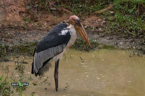 Greater Adjutant – Joys of Birding