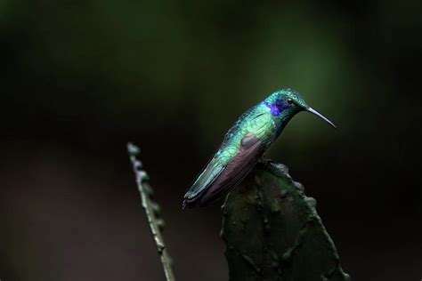 Green Violet Ear Hummingbird Photograph by James David Phenicie - Fine ...