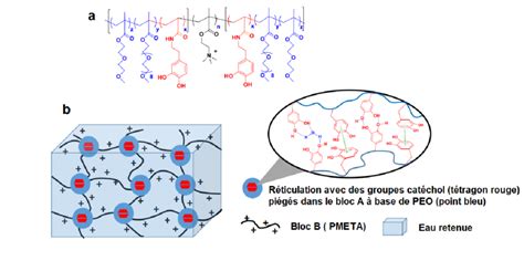 a Structure du copolymère triséquencé synthétisé b Schéma d une