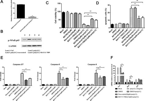 Polyic Induced Apoptosis Mediated By Nf κb Activation Independently Download Scientific