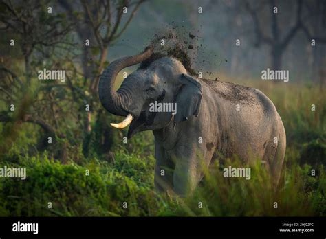 An Indian elephant bull in musth throws dust over its head as sign of ...