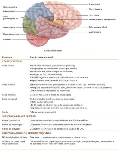 Parte Mais Importante Do Sistema Nervoso - Partes Do Sistema Nervoso E Suas Funcoes