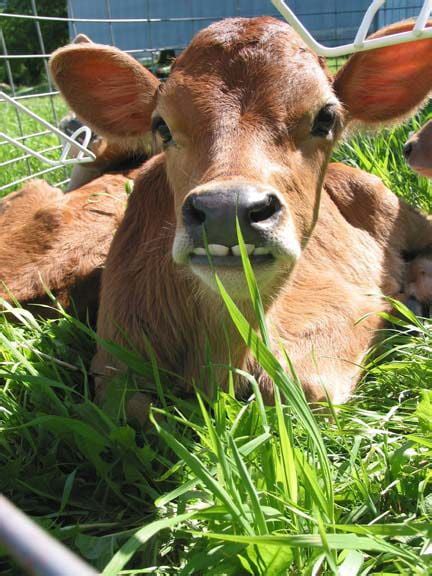 Does Cows Have Top Teeth All About Cow Photos