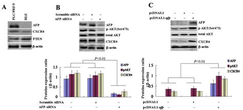 Effects Of Afp On P Akt Ser And Cxcr Expressions Of Plc Prf And