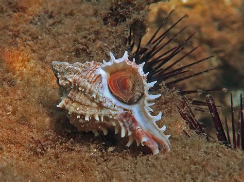 Giant Eastern Murex Near Panama City Beach Florida Flickr