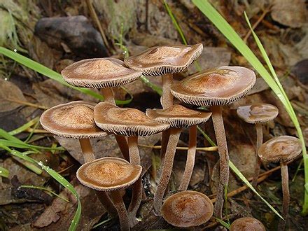 List of psilocybin mushroom species - Wikipedia