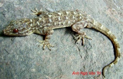 Gekko Alchetron The Free Social Encyclopedia