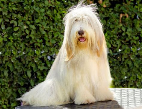 Bearded Collie Stock Photo Image Of Breed Fawn Coat 34568774