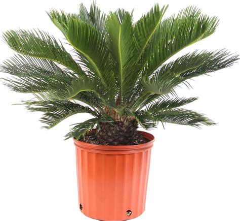 Buy Sago Palm Live In A Inch Pot Cycas Revoluta Beautiful