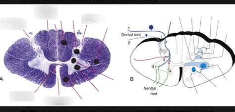 Rexed S Laminae And Gray Matter Divisions Diagram Quizlet