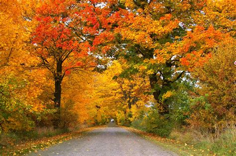 Fotos Gratis Paisaje Rbol Naturaleza Planta La Carretera T Nel