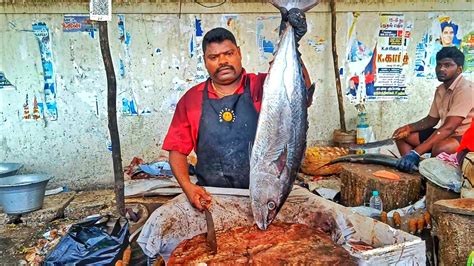 KASIMEDU SELVAM VERY RARE BAL SURAI FISH CUTTING IN KASIMEDU