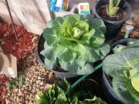 How To Save Space And Money By Growing Cabbage In Containers