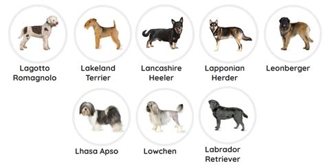 Purebred Dog Breeds