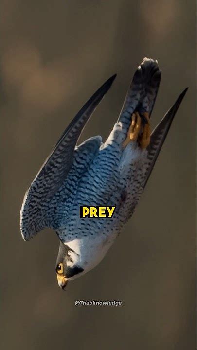 Peregrine Falcon 😱⚡️the Fastest Flying Bird In The World Shorts