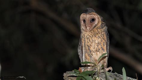 Masked Owl Tyto Novaehollandiae Alfred Schulte