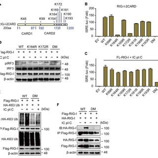 Various Mechanisms Of Dual Site Dual Type Ubiquitination Of Rig I And