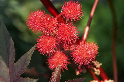 How to Grow and Care for Castor Bean Plants