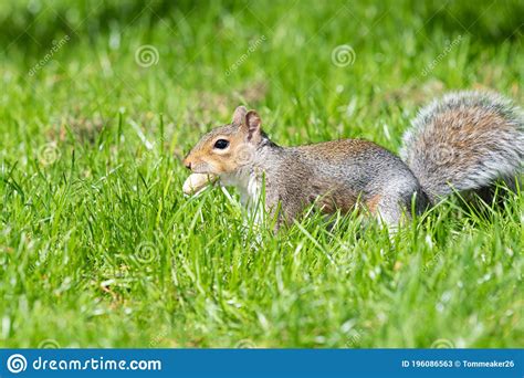 Ardilla Gris Oriental Sciurus Carolinensis Imagen De Archivo Imagen