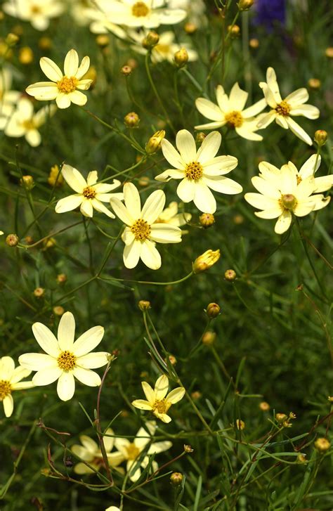 Long Blooming Perennials To Fill Your Garden With Color Artofit