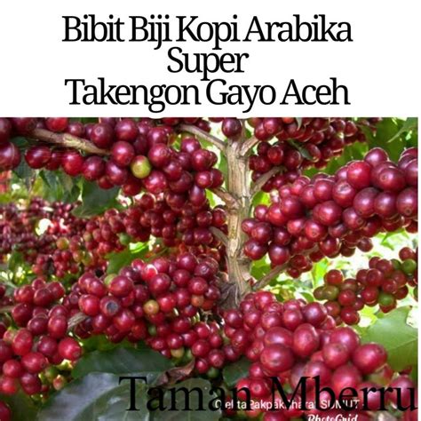 Jual Bibit Kopi 1 000 Butir Bibit Biji Kopi Arabika Ateng Super Pucuk