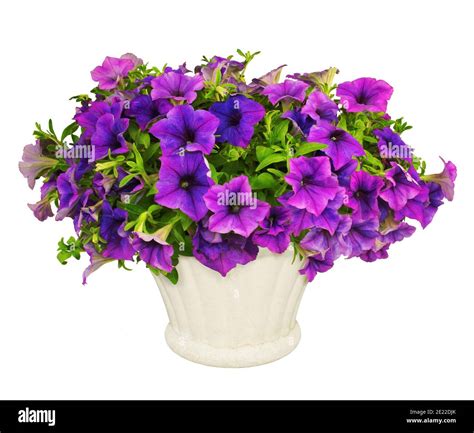 Bouquet of very flowery petunias, isolated on white background Stock ...