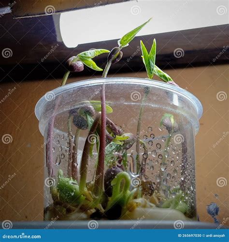 Home Grow Mung Beans Sprouts Inside Plastic Cup Under Grown Light