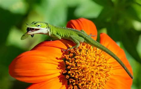 What Do Lizards Eat Diet In The Wild And As Pets Everything Reptiles