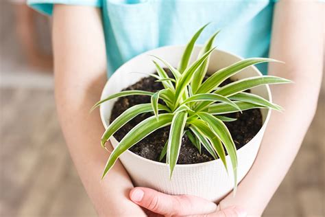 How To Propagate Spider Plant Withwithout Babies