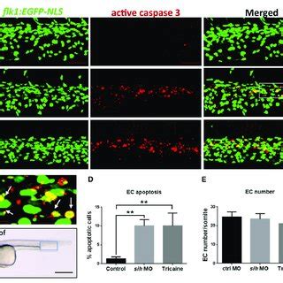 Flow Cessation Induces Endothelial Cell Ec Apoptosis In Zebrafish