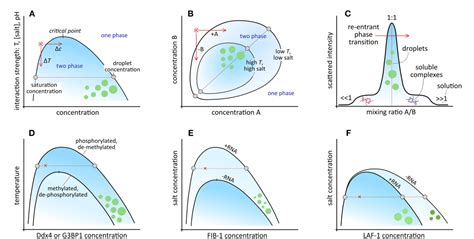 Figure From Biomolecular Chemistry In Liquid Phase Separated