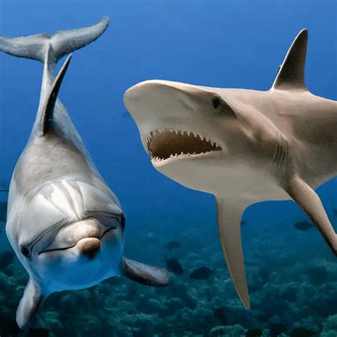 Why Are Sharks Afraid Of Dolphins Dolphin Pods Aren T To Be Messed