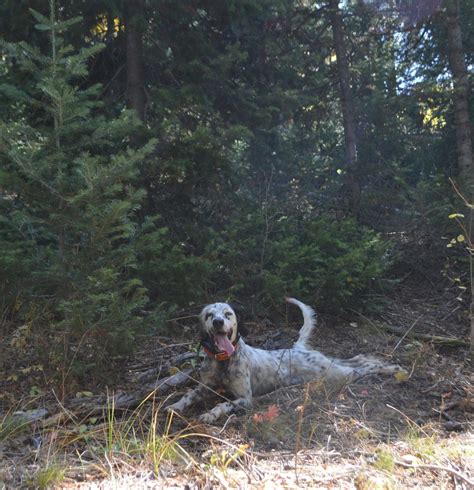 Cash Llewellin Setters Iowa Our Dogs Dogs English Setter Dogs