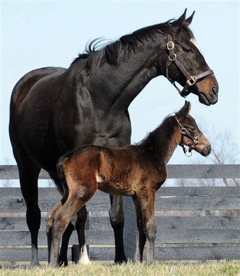 Zenyattas First Colt Cosmic One Beautiful Horses Horses Pretty